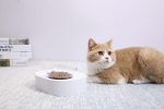 Fresh Nano-15 Adjustable Cat Feeding Bowl - Single Online