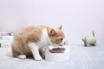 Fresh Nano-15 Adjustable Cat Feeding Bowl - Single Online